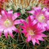 Mammillaria _magnifica _16